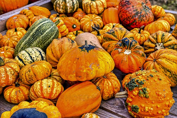 Colourful ornamental pumpkins in autumn