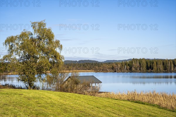 The Great Ursee with a hut on the shore and a large tree. The lake is located in the Ursee or Taufach-Fetzachmoos nature reserve. Forest in the background. During the day when the weather is fine and the sky is blue. Isny im Allgaeu