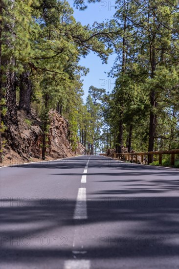 Uphill road in the woods on the way up to Teide Natural Park in Tenerife