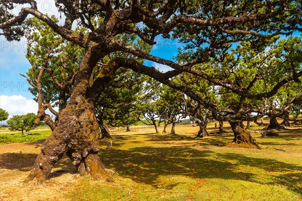 Fanal forest Madeira