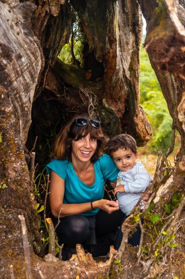 Fanal forest in Madeira