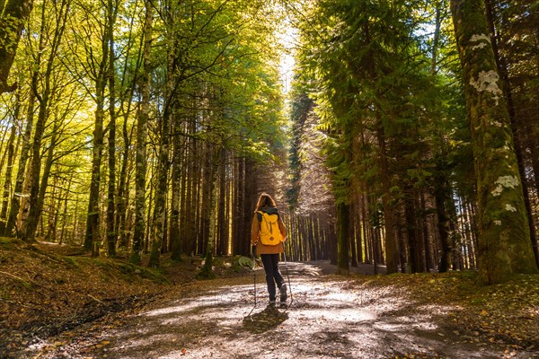 Irati forest or jungle in autumn