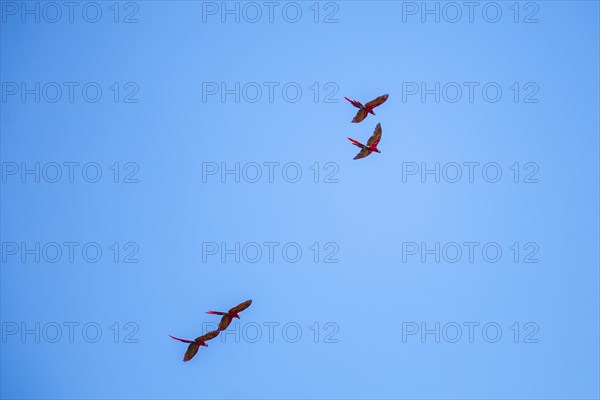 Two couples of Macaws flying in Copan Ruinas temples. Honduras