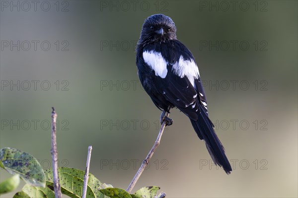 Magpie Shrike