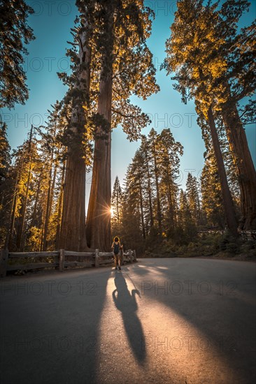 Shadow of a young woman with arms raised on a road in Sequoia National Park