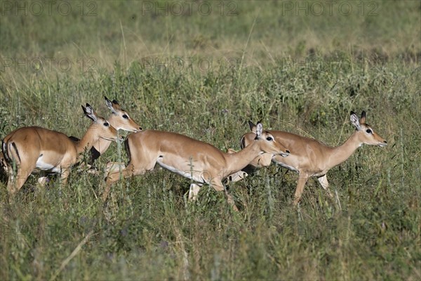 Black heeled antelope