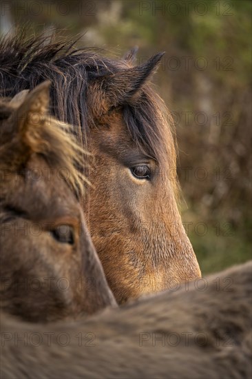 Portrait of a brown Icelandic horse