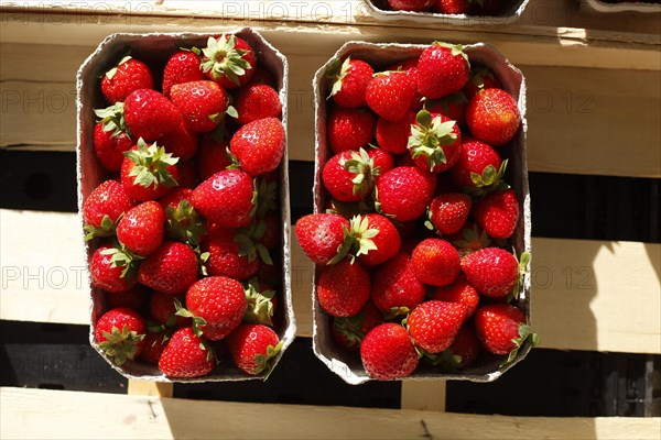 Fresh strawberries