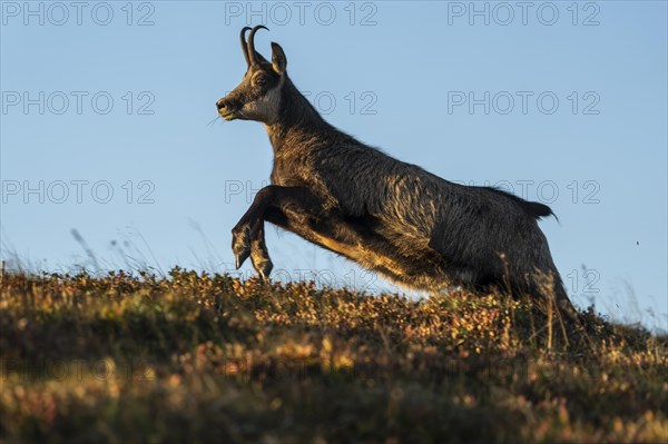 Chamois