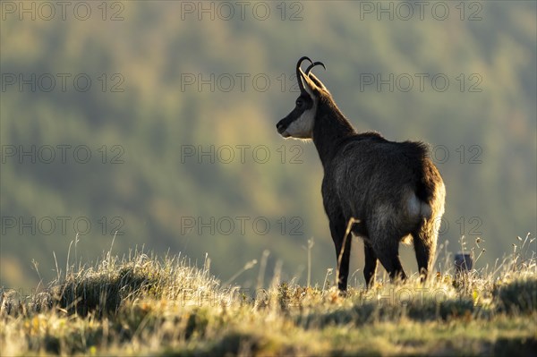 Chamois