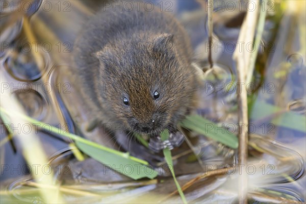 Water vole