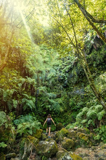 Great green natural vegetation of the Levada do Caldeirao Verde trail