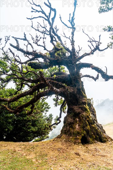 Fanal forest in Madeira