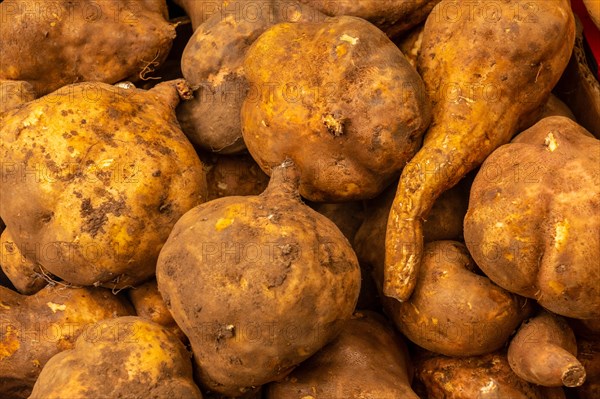 Sweet potato at the Farmers Market in the Madeira city of Funchal. Portugal