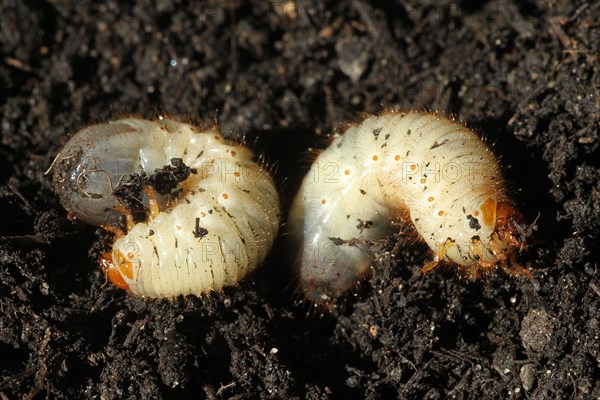 European june beetle