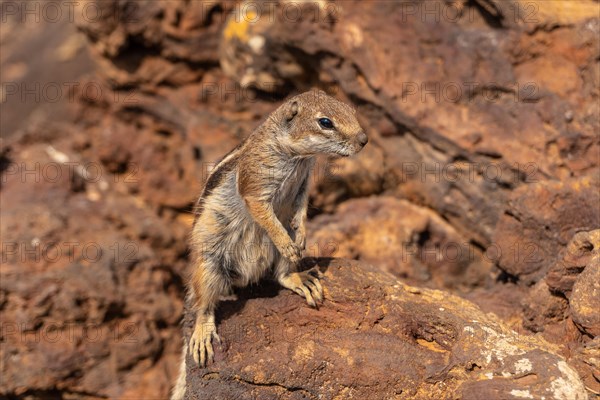 Wild squirrels in the Crater of the Calderon Hondo volcano near Corralejo