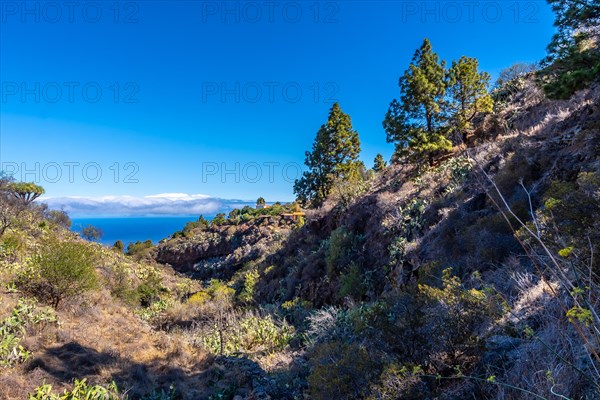 Las tricias trail and its beautiful dragon trees in the town of Garafia in the north of the island of La Palma