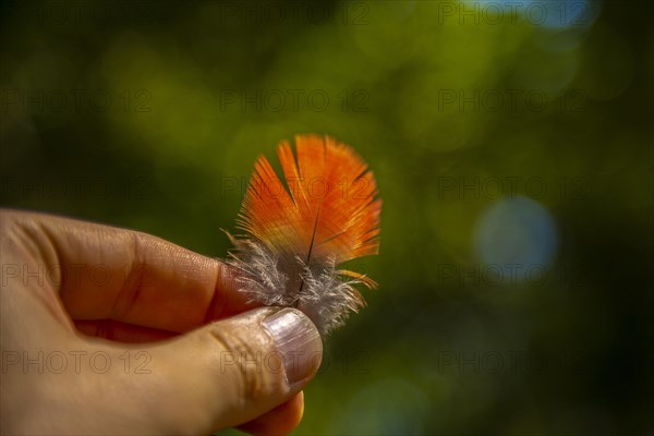 Lovely feather of a red macaw in Copan Ruinas. Honduras