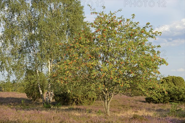 Heath landscape