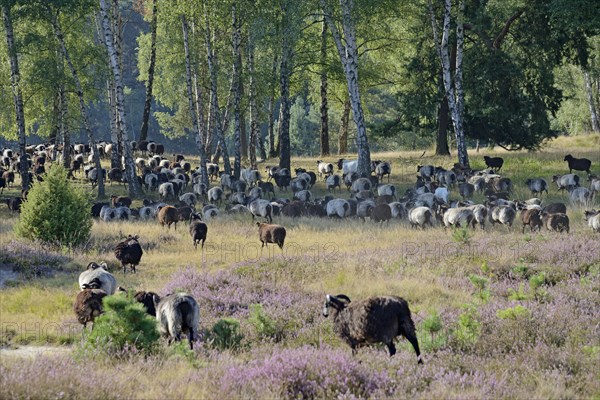 Heidschnucken and Boer goats