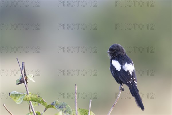 Magpie Shrike