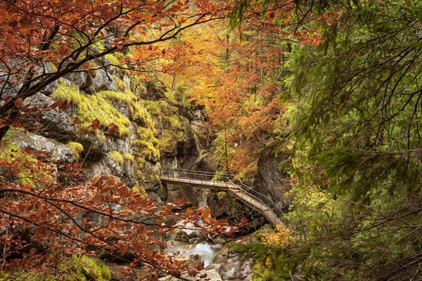The Starzlachklamm gorge in autumn with trees in autumn leaves. The circular path becomes a bridge and crosses the Starzlach river. Allgaeu