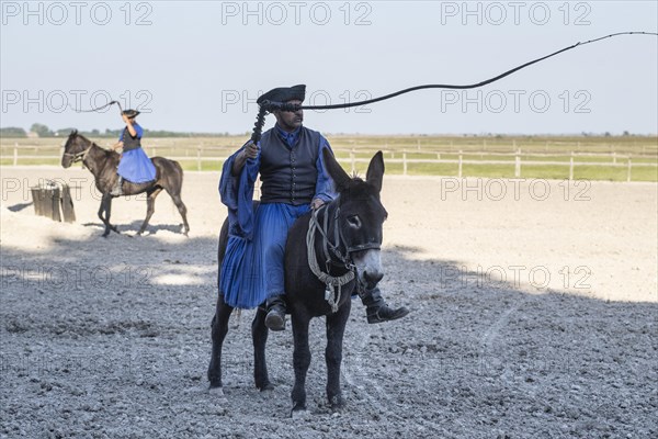 Cracking the whip with the Hungarian shepherd's whip on a donkey