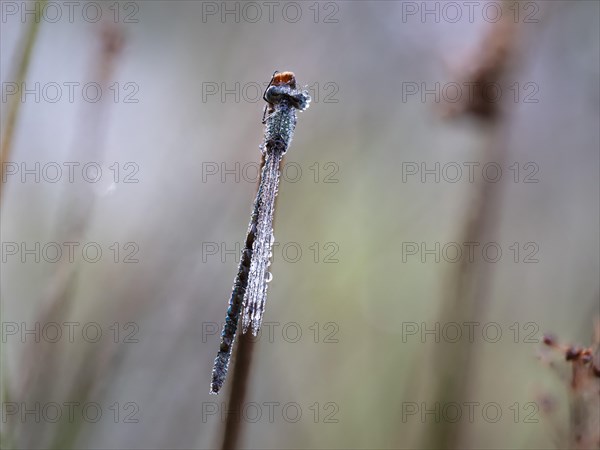 Emerald damselfly