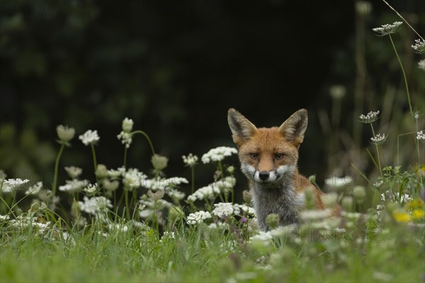 Red fox