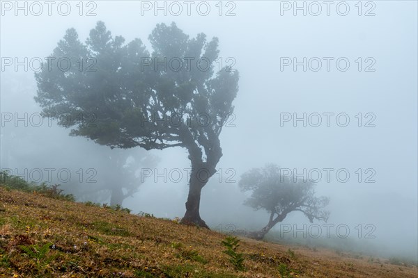 Fanal forest with fog in Madeira