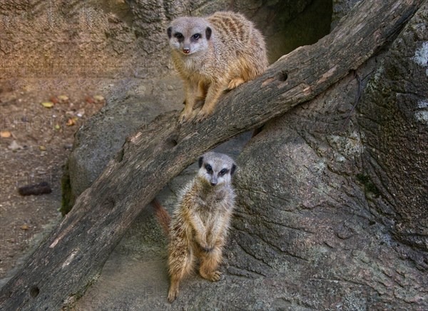 Meerkats