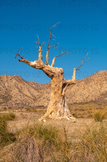 Tree of Misfortune that was a set in a movie in the desert of Tabernas