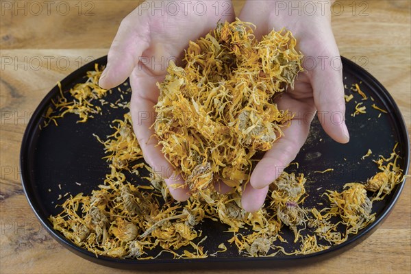 Woman holds in her hands dried calendula flowers