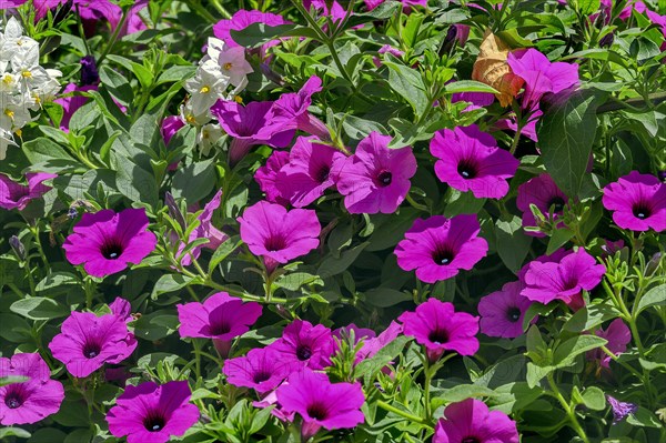 Petunias