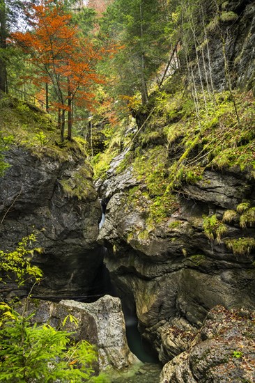 The Starzlachklamm gorge in autumn. A tree with red autumn leaves on a rock face. Allgaeu