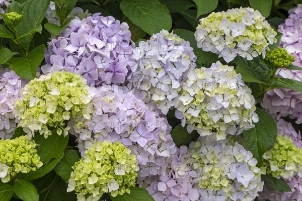 Hydrangea