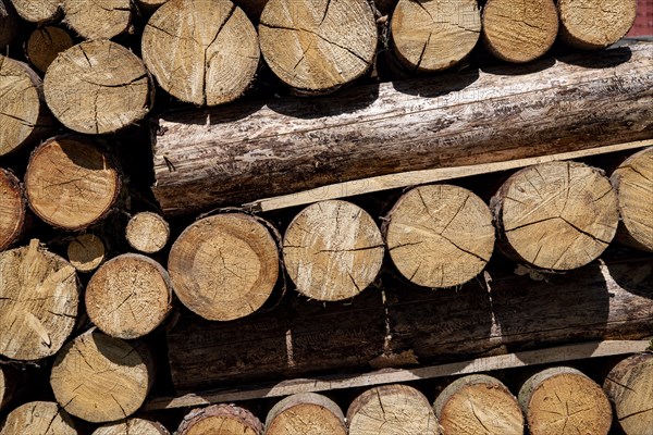 Neatly stacked firewood dries as logs in the sun