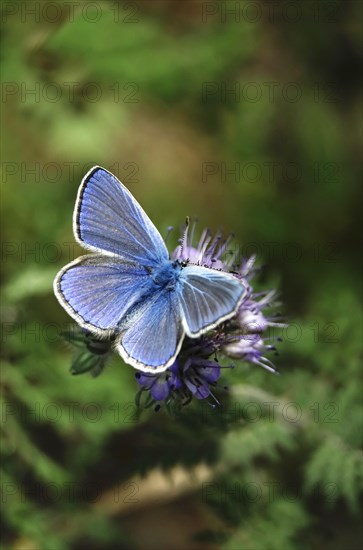 Common blue butterfly