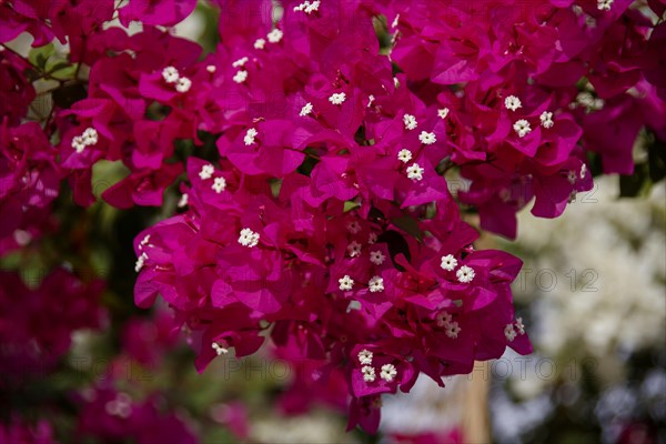 Bougainvillea