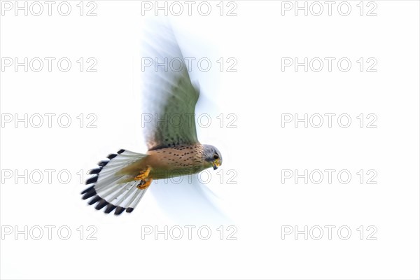 Common kestrel