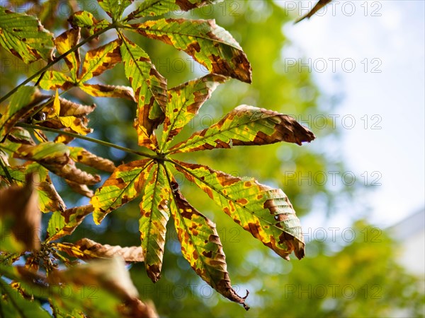 Autumn leaves from the chestnut tree