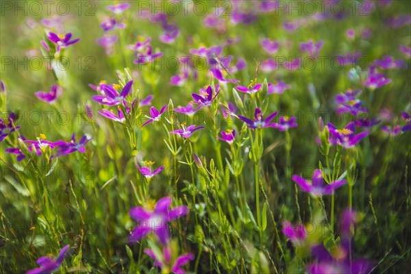 Pink flowers in Yosemite Valley. California