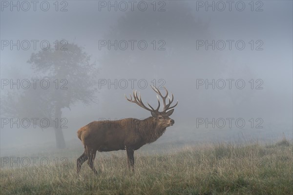 A red deer in autumn in fog. The stag has large antlers and is standing in a meadow with trees. Allgaeu