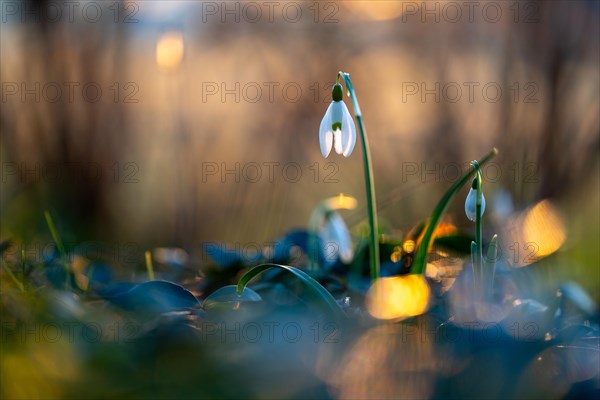 Common snowdrop