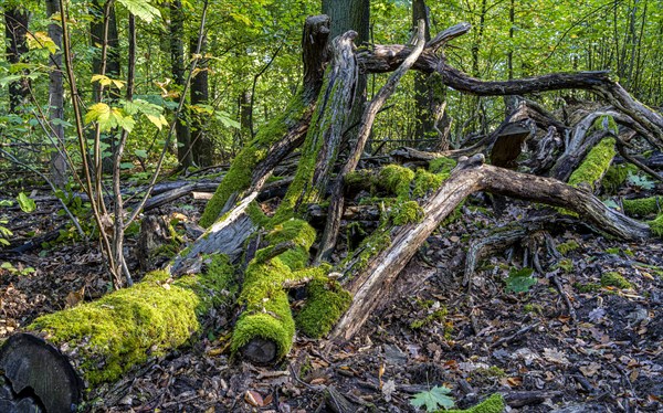 Deadwood in mixed forest