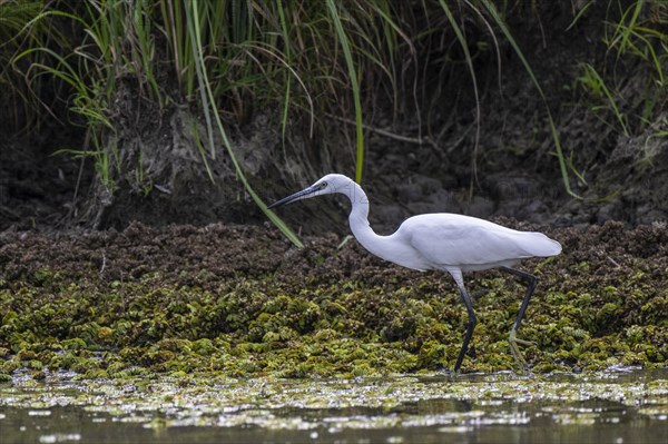 Little Egret