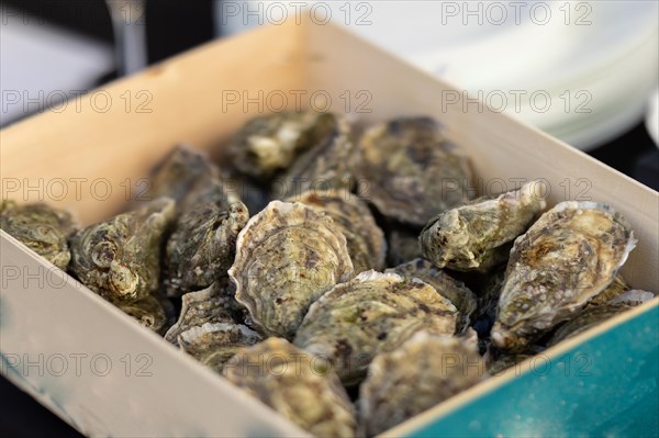 Lots of oysters inside the container before serving in the restaurant. Mid shot