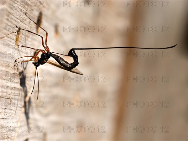 Red-legged wood wasp