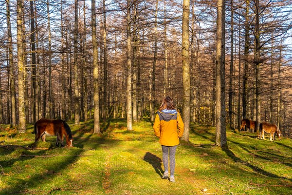 A young woman stroking wild horses in the Oianleku beech forest