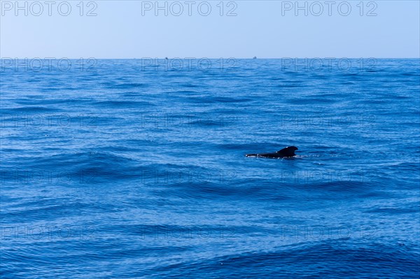 Whale Calderon Tropical the smallest whale in the world on the Costa de Adeje in the south of Tenerife